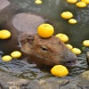 伊豆シャボテン動物公園、「元祖カピバラの露天風呂」を開催