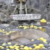 伊豆シャボテン動物公園、「元祖カピバラの露天風呂」を開催