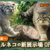 神戸どうぶつ王国、絶滅危惧種マヌルネコの繁殖に向けた新展示場をオープン