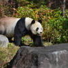 上野動物園のジャイアントパンダ・リーリー