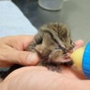 ズーラシアで人工授精による繁殖に成功した、ツシマヤマネコの子ネコ