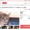沖縄県糸満市とさとふる、犬や猫の不妊・去勢手術費用の一部を補助するためのクラウドファンディングを開始