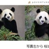 アドベンチャーワールド、双子のパンダ「桜浜・桃浜」7歳のオンライン誕生日会を開催