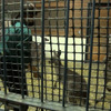 TBS系列「BACKSTAGE」、高知県立のいち動物公園を支える獣医に密着