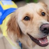 日本介助犬協会、地震防災訓練「シェイクアウト訓練」を初実施