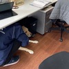 日本介助犬協会、地震防災訓練「シェイクアウト訓練」を初実施