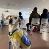 日本介助犬協会、日本で唯一の介助犬総合訓練施設の来場型見学会を1年ぶりに開催