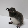 すみだ水族館、8年連続ペンギンの赤ちゃん誕生
