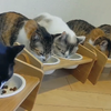 ユニ・チャーム、銀のスプーン「カリカリ合唱団」の猫104匹が「第九」を奏でる動画を公開