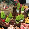 熱帯の生き物＆植物と楽しむ「ねったいかんでクリスマス」開催