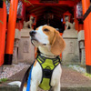 「愛犬と一緒に参拝できる神社ベスト20」発表
