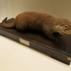 絶滅種ニホンカワウソの剥製（所蔵：国立科学博物館）
