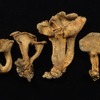 1914年以来再発見されていない絶滅種のきのこ　アミラッパタケ（所蔵：国立科学博物館）