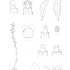 絶滅危惧IB類のタンザワサカネランの新種記載のために描かれた線画（画：中島睦子、所蔵：国立科学博物館)