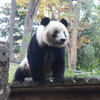 上野動物園のジャイアントパンダ・シャンシャン（12月6日撮影）