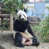 上野動物園のジャイアントパンダ・シャンシャン（12月6日撮影）
