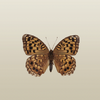 絶滅危惧IA類のチョウ　オオウラギンヒョウモンの標本（所蔵：国立科学博物館）