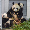 上野動物園のジャイアントパンダ・シンシンと双子（手前 レイレイ、奥 シャオシャオ）