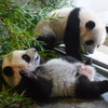 上野動物園のジャイアントパンダ・シャオシャオ（手前）とレイレイ（奥）