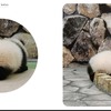 パンダのおしりを集めた写真集『パンけつ』刊行