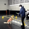 盲導犬のデモンストレーション（全国一斉盲導犬教室）