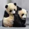 上野動物園のジャイアントパンダ・「レイレイ」（手前）と「シャオシャオ」（奥）