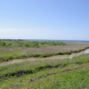 勇払原野の浜厚真地区（厚真町）に残存する湿地