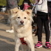 ワンミャツダクラブで保護した犬たちの1歳を祝うお散歩会
