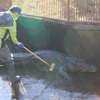 熱川バナナワニ園、年末恒例「ワニ池大掃除」を実施