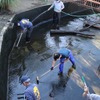 熱川バナナワニ園、年末恒例「ワニ池大掃除」を実施