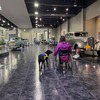 約1年ぶりにトヨタ博物館での介助犬トレーニング実施