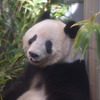 上野動物園のジャイアントパンダ・シャンシャン