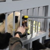 上野動物園のジャイアントパンダ・シンシン