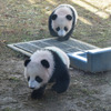 上野動物園の双子パンダ・シャオシャオ（手前）とレイレイ（奥）ともに180日齢）