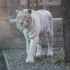 東武動物公園のホワイトタイガー「ロッキー」