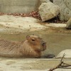 東武動物公園、サル山とカピバラの露天風呂を開催