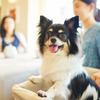 ルーティングシステムズ、愛犬と泊まれるホテルに関する街頭調査を実施