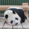 神戸市立王子動物園のジャイアントパンダ「タンタン」