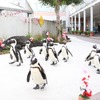 新春ペンギンパレード
