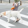 パリミキ×日本盲導犬協会、「パリミキ・ロービジョン商品体験会」を静岡にて開催