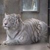 宇都宮動物園のホワイトタイガー・イーサン