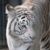 宇都宮動物園のホワイトタイガー