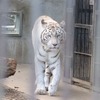 宇都宮動物園のホワイトタイガーとアムールトラ