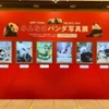 松坂屋上野店、上野動物園の双子パンダ公開記念「シャオシャオ＆レイレイ 公開おめでとう」を開催