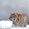 アムールトラ（シベリアトラ） © Shutterstock / Ondrej Prosicky / WWF-International
