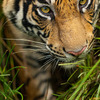 トラ © Suyash Keshari / WWF-International