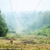 トラ© Narayanan Iyer (Naresh) / WWF-International