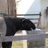 東武動物公園、動物たちの健康を祈願し「七草」をプレゼント