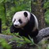 上野動物園のジャイアントパンダ・シャオシャオ（194日齢）