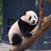 上野動物園のジャイアントパンダ・レイレイ（194日齢）